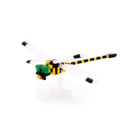 Golden-ringed Dragonfly