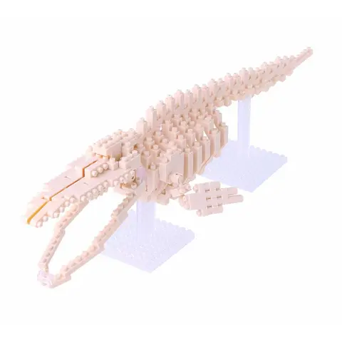 Blue Whale Skeleton